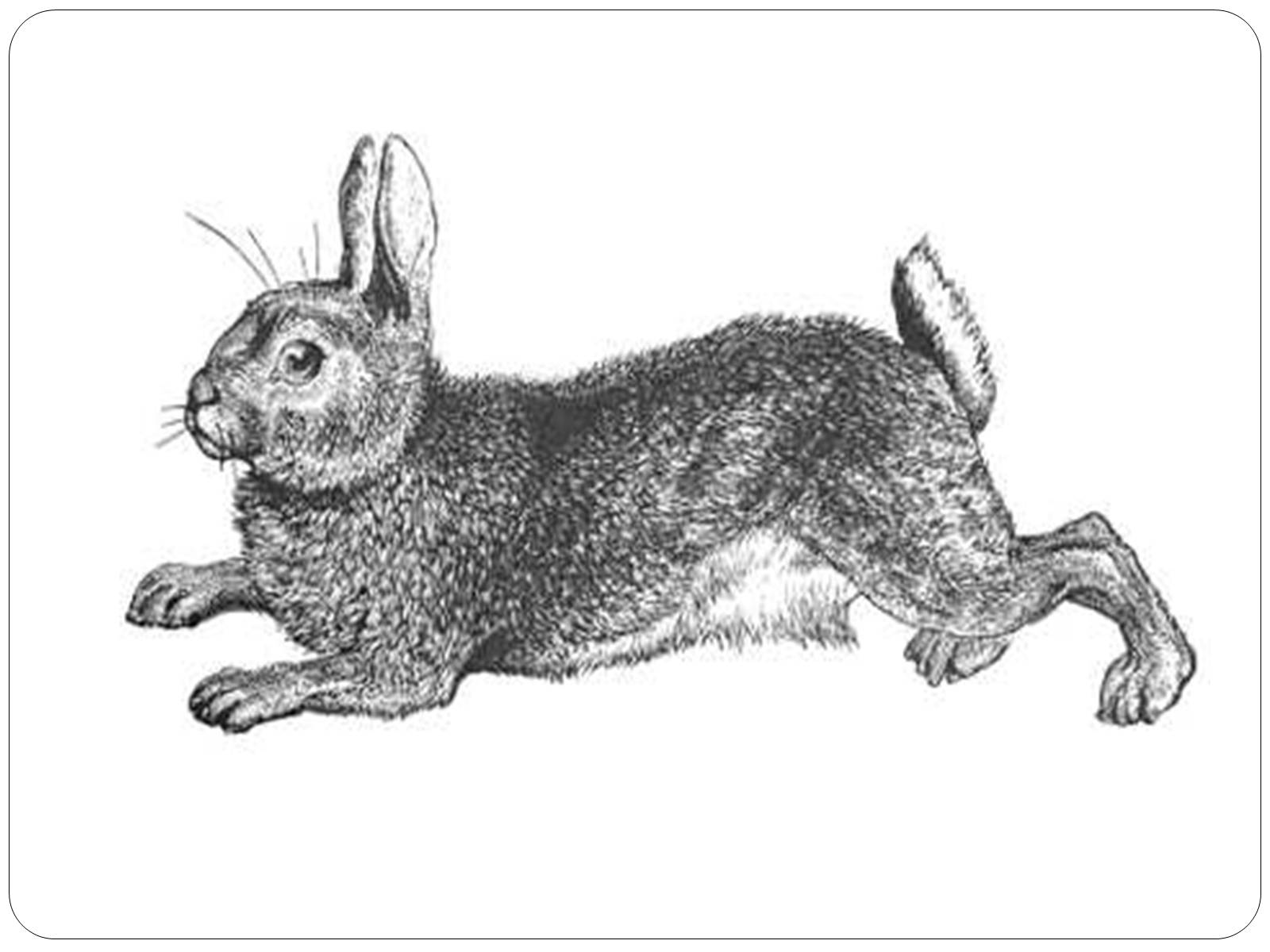 Заяц Русак на задних лапах рисунок