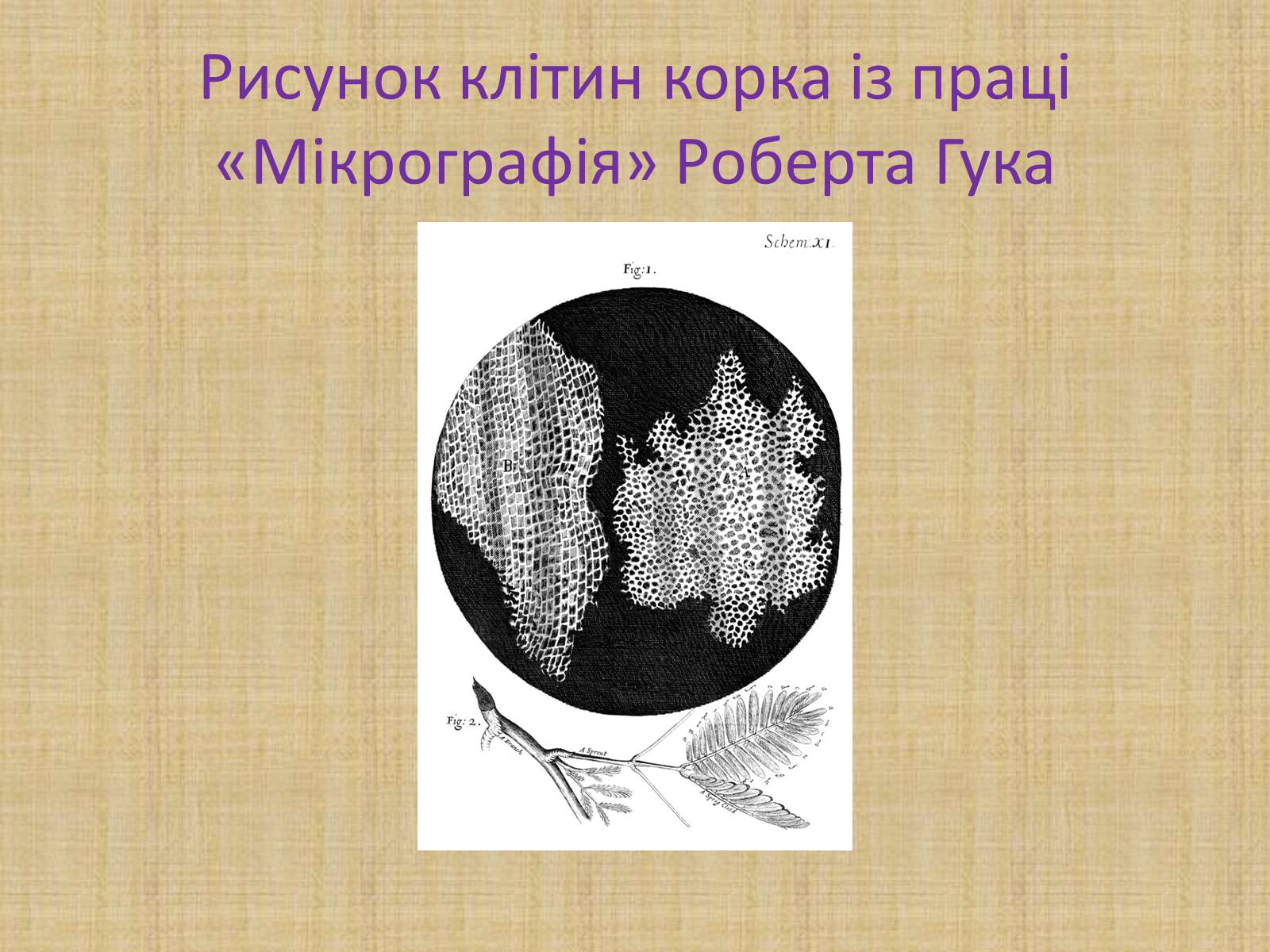 Презентація на тему «Історія виникнення клітин. Методи цитологічних досліджень» - Слайд #3