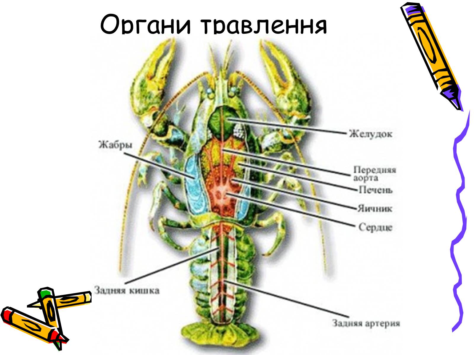 Рак внутренних органов