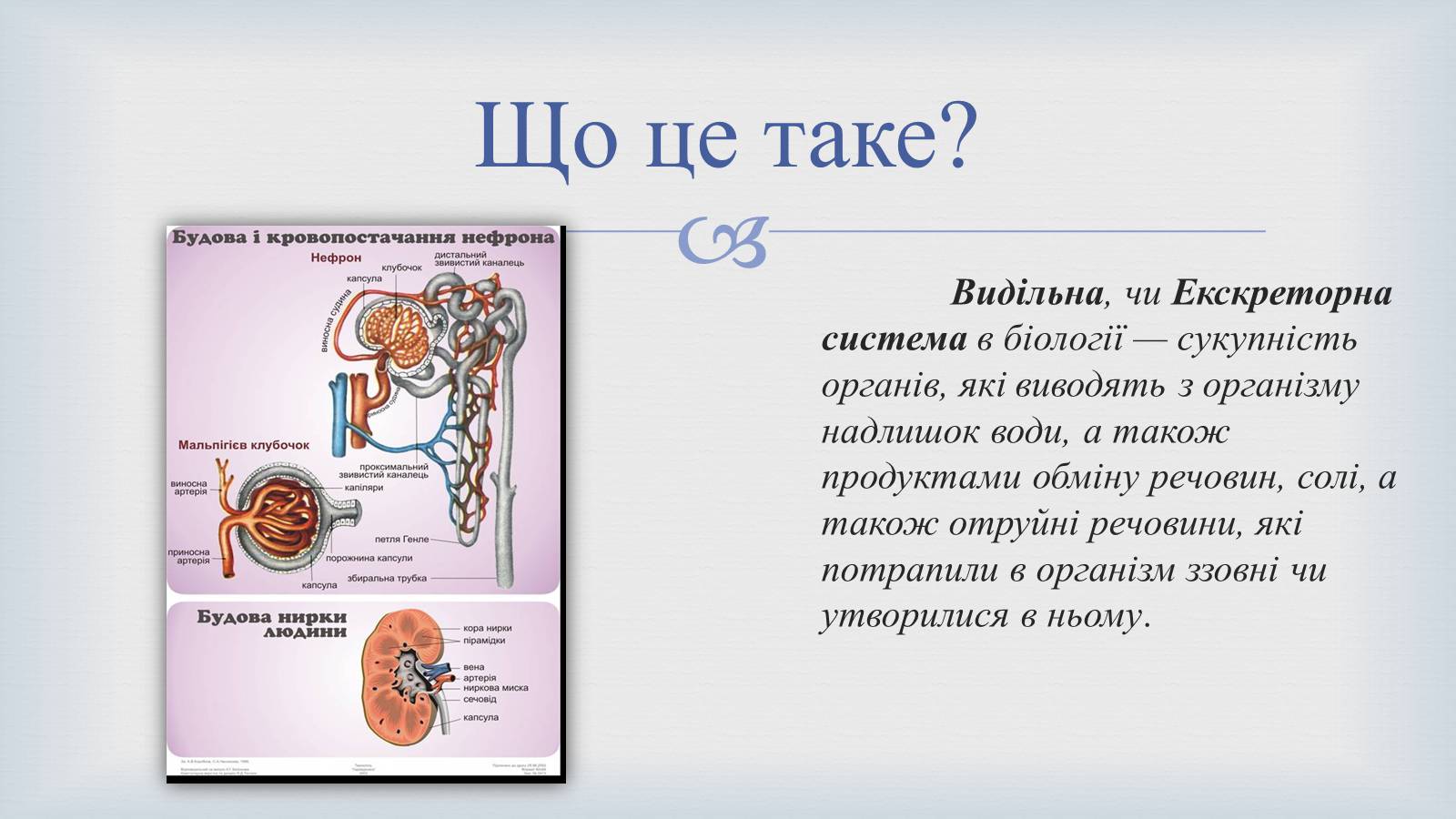 Презентація на тему «Системи людського організму» - Слайд #26