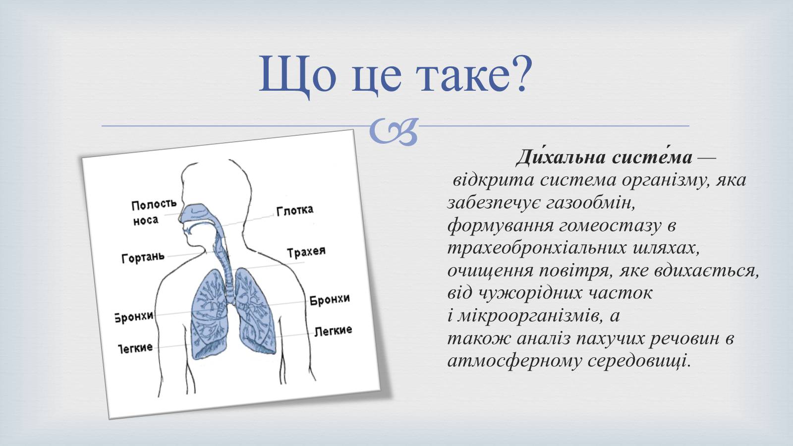 Презентація на тему «Системи людського організму» - Слайд #8