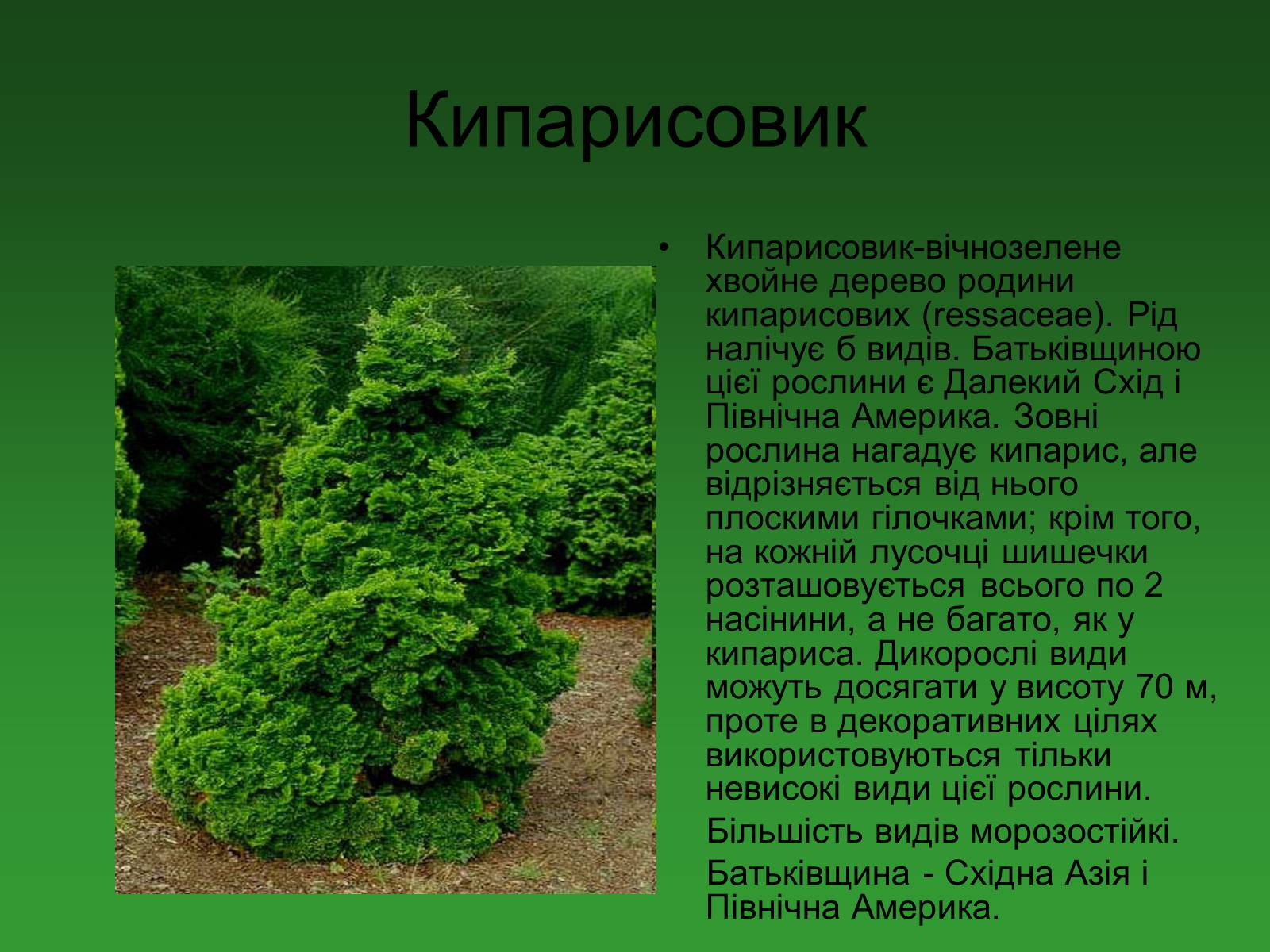 Презентація на тему «Декоративні та вічнозелені кущі та дерева» - Слайд #13