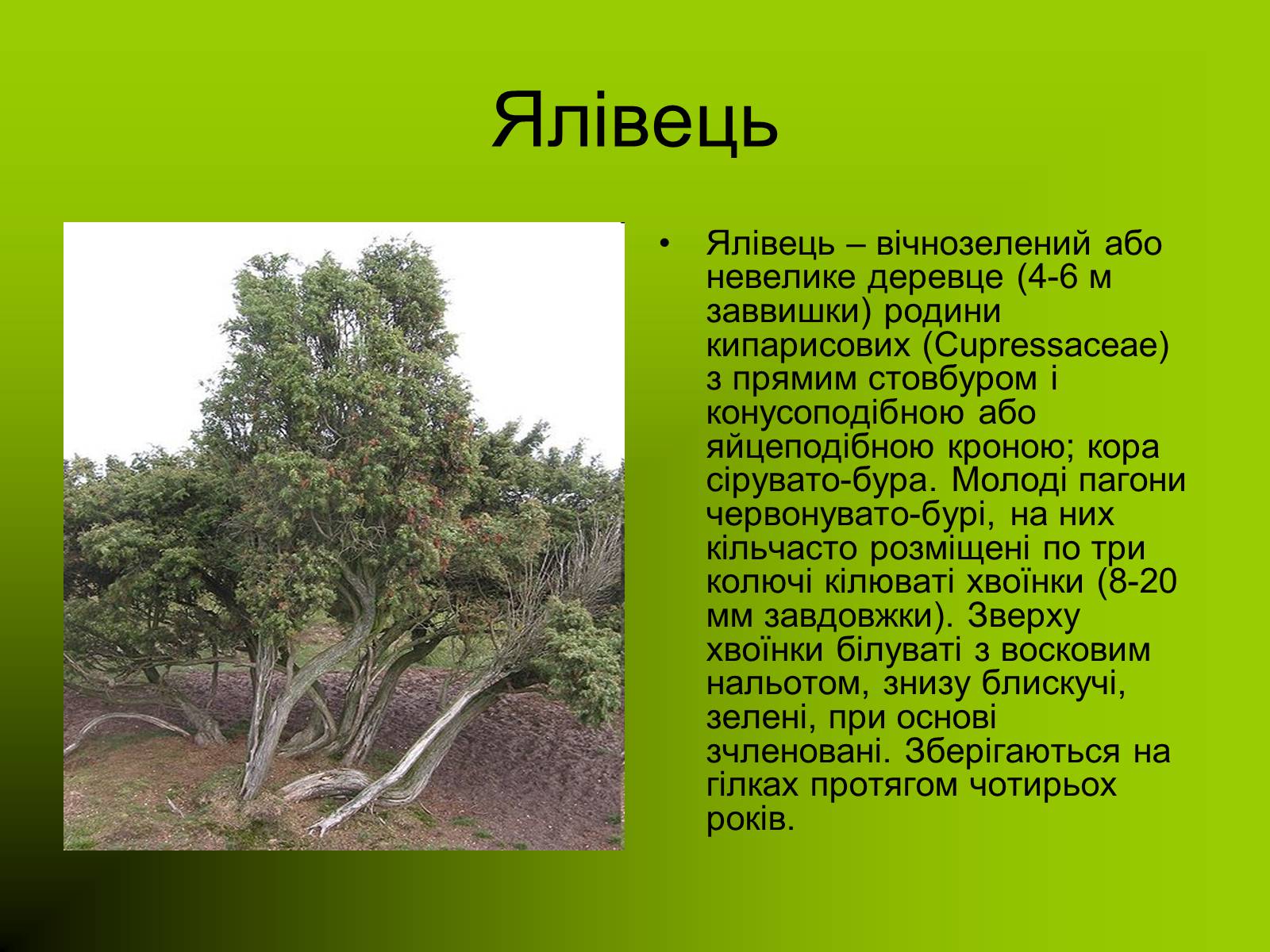 Презентація на тему «Декоративні та вічнозелені кущі та дерева» - Слайд #24