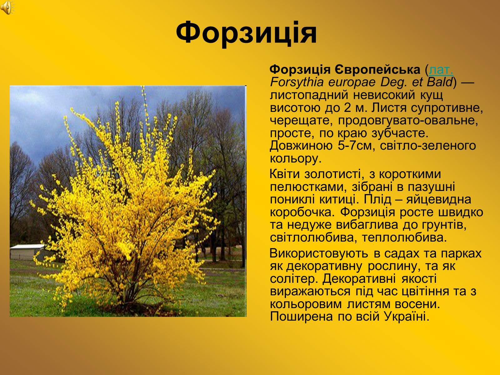 Презентація на тему «Декоративні та вічнозелені кущі та дерева» - Слайд #3