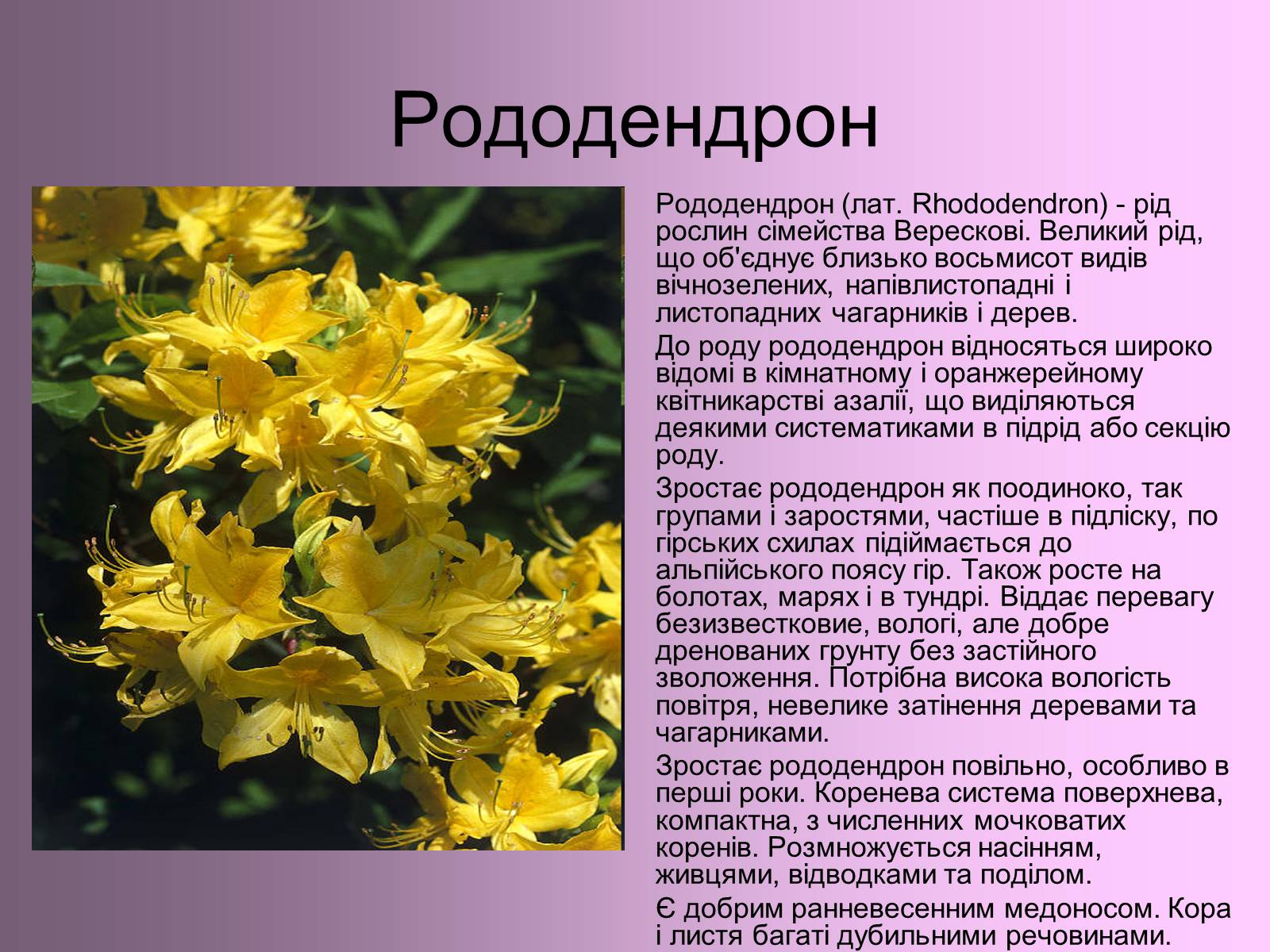 Презентація на тему «Декоративні та вічнозелені кущі та дерева» - Слайд #8