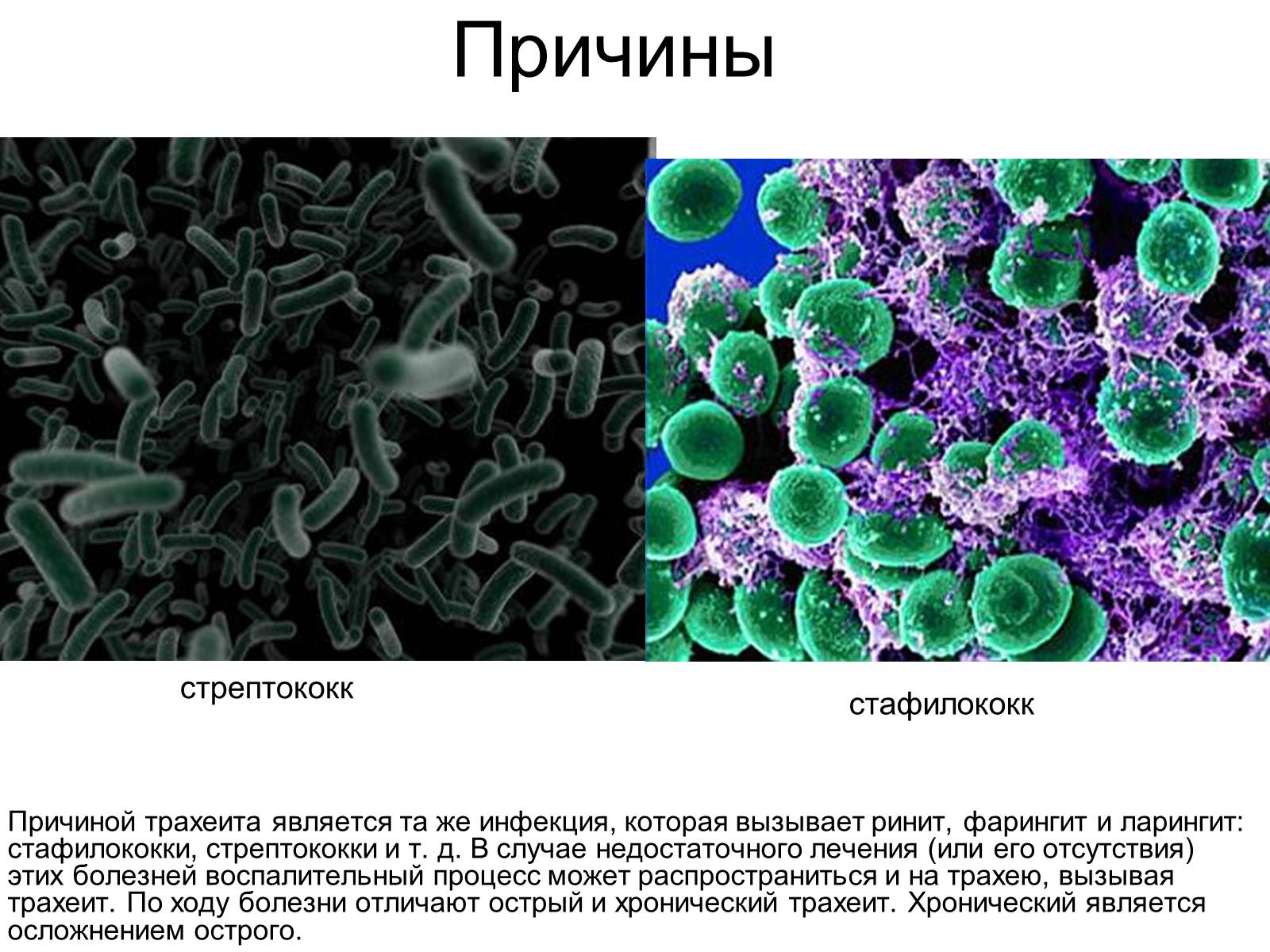 Стафилококки и стрептококки. Различие стафилококков и стрептококков. Стрептококк и стафилококк отличие.