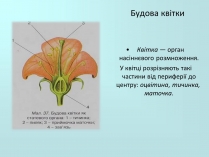 Презентація на тему «Запилення та запліднення рослин» (варіант 2)