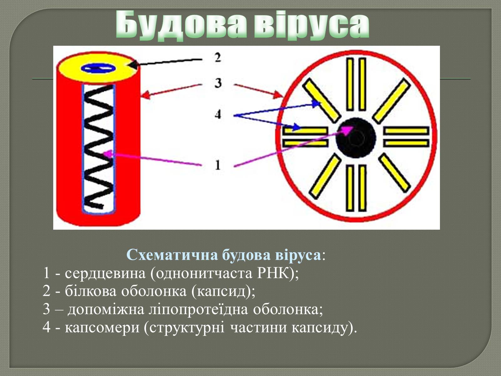 Презентація на тему «Роль вірусів у природі та житті людини» - Слайд #3