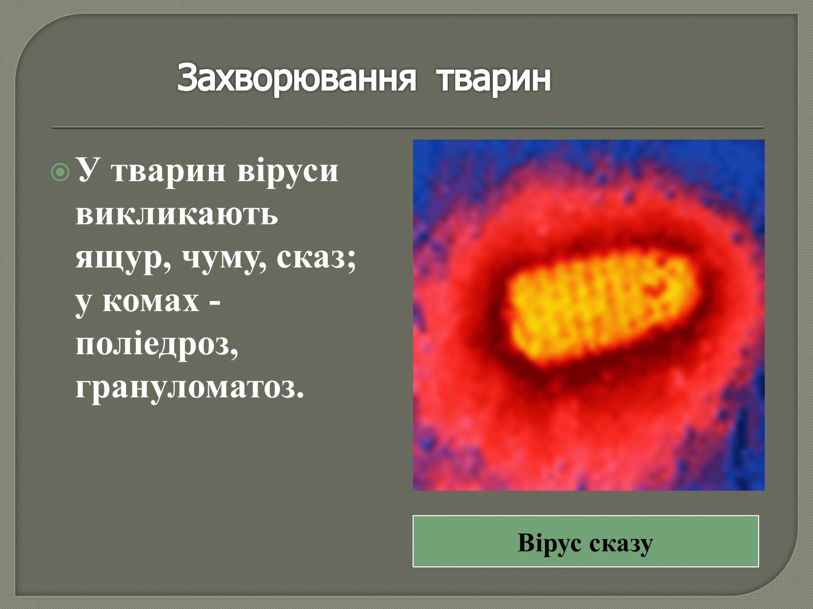 Презентація на тему «Роль вірусів у природі та житті людини» - Слайд #9