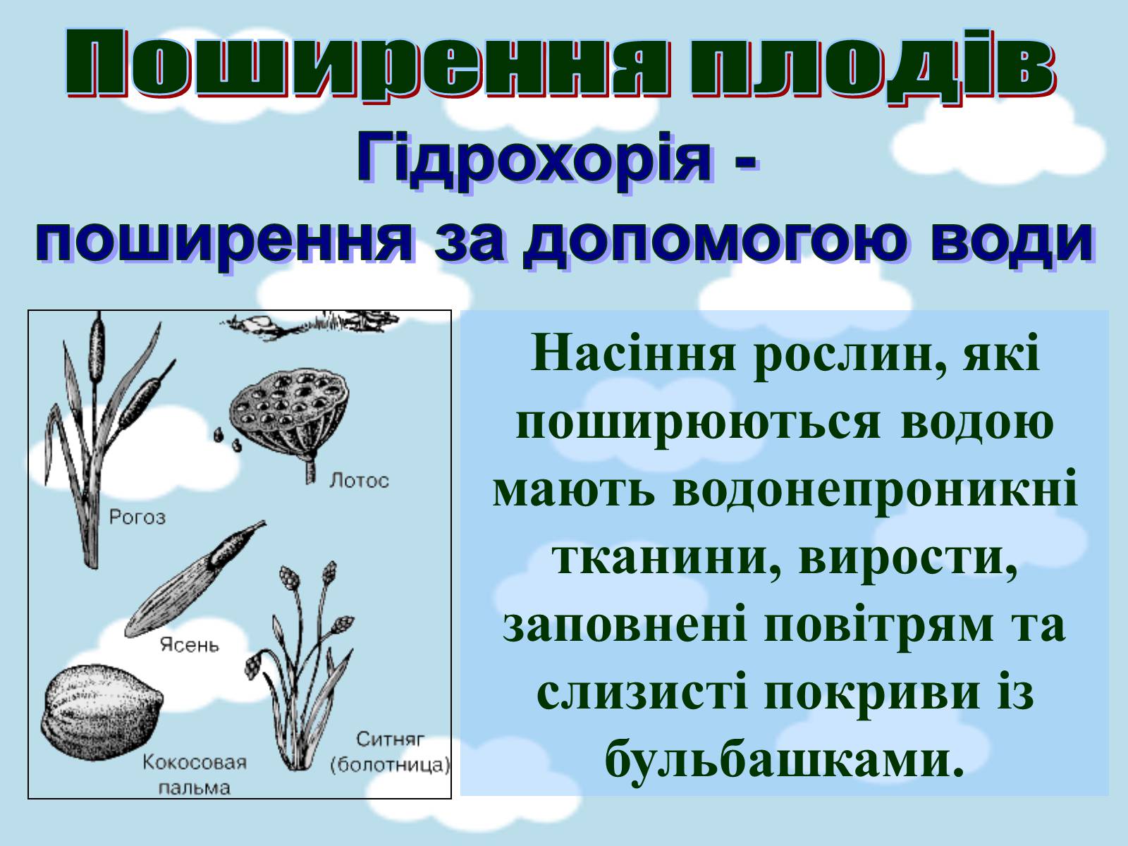 Презентація на тему «Поширення плодів» (варіант 1) - Слайд #5