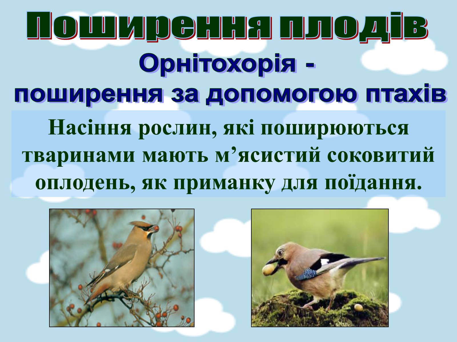 Презентація на тему «Поширення плодів» (варіант 1) - Слайд #9