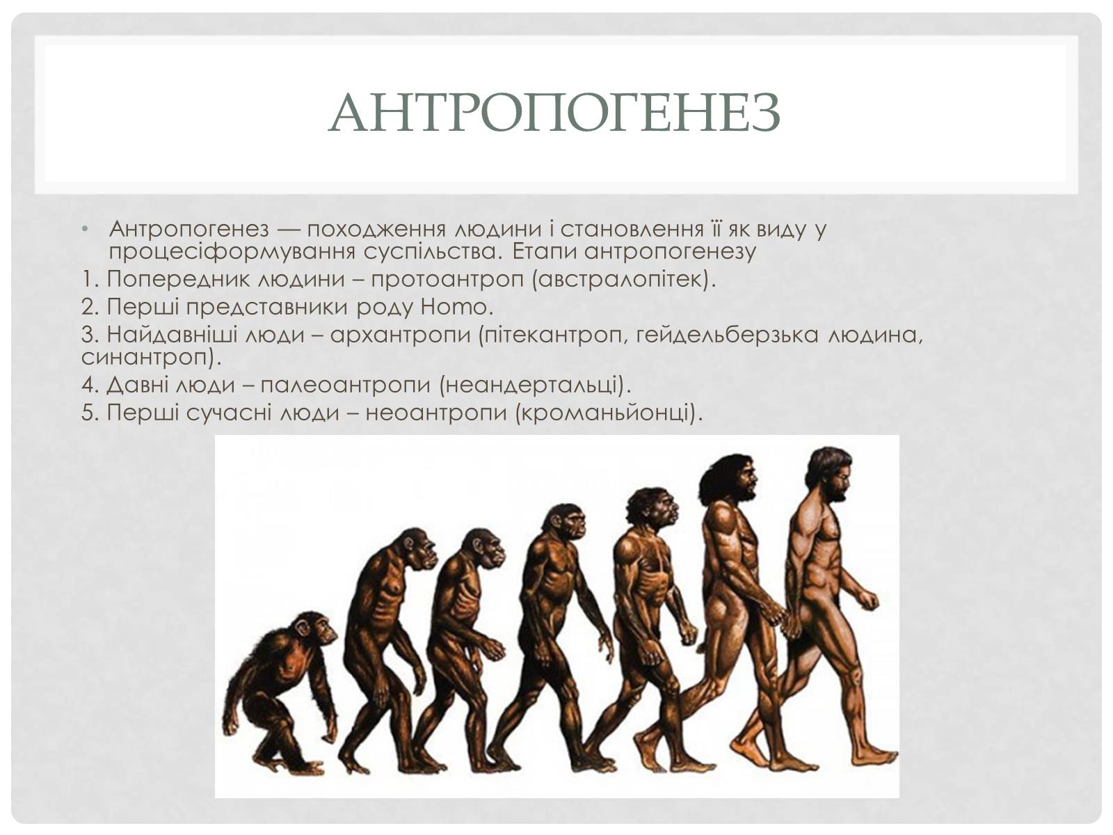 Презентація на тему «Походження людини» (варіант 1) - Слайд #6