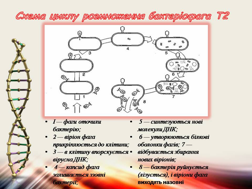 Презентація на тему «Віруси та бактеріофаги» - Слайд #11