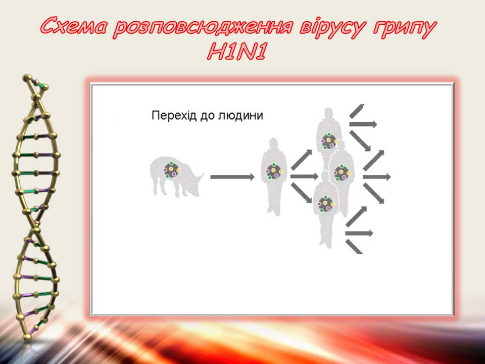 Презентація на тему «Віруси та бактеріофаги» - Слайд #8