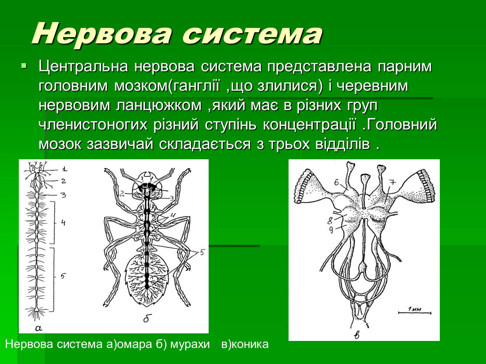 Нервная система членистоногих. Строение нервной системы членистоногих. Нервная система членистоногих какого типа. Строение нервной системы насекомых. Схема строения нервной системы членистоногих.