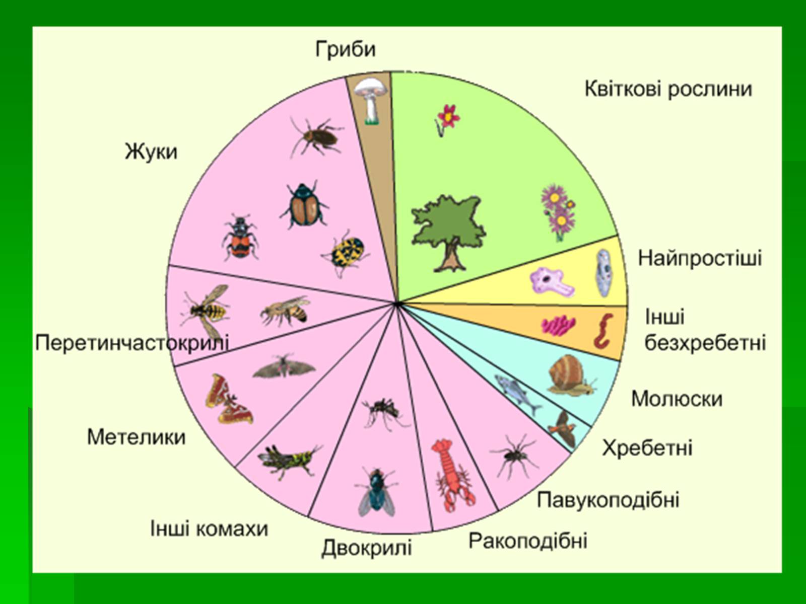 Презентація на тему «Тип Членистоногі» - Слайд #8