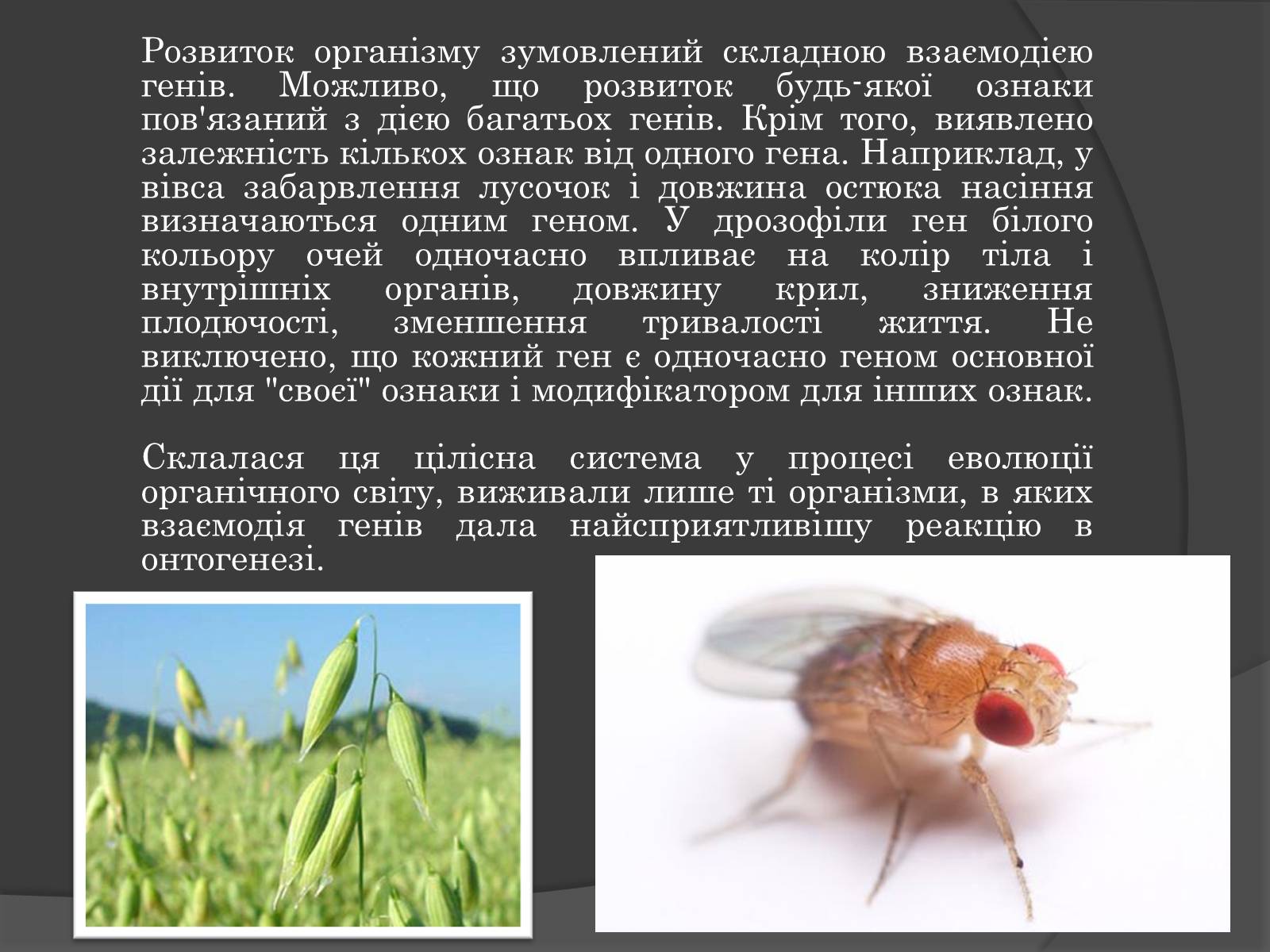 Презентація на тему «Вплив Генотипу і факторів середовища на тварин» - Слайд #11