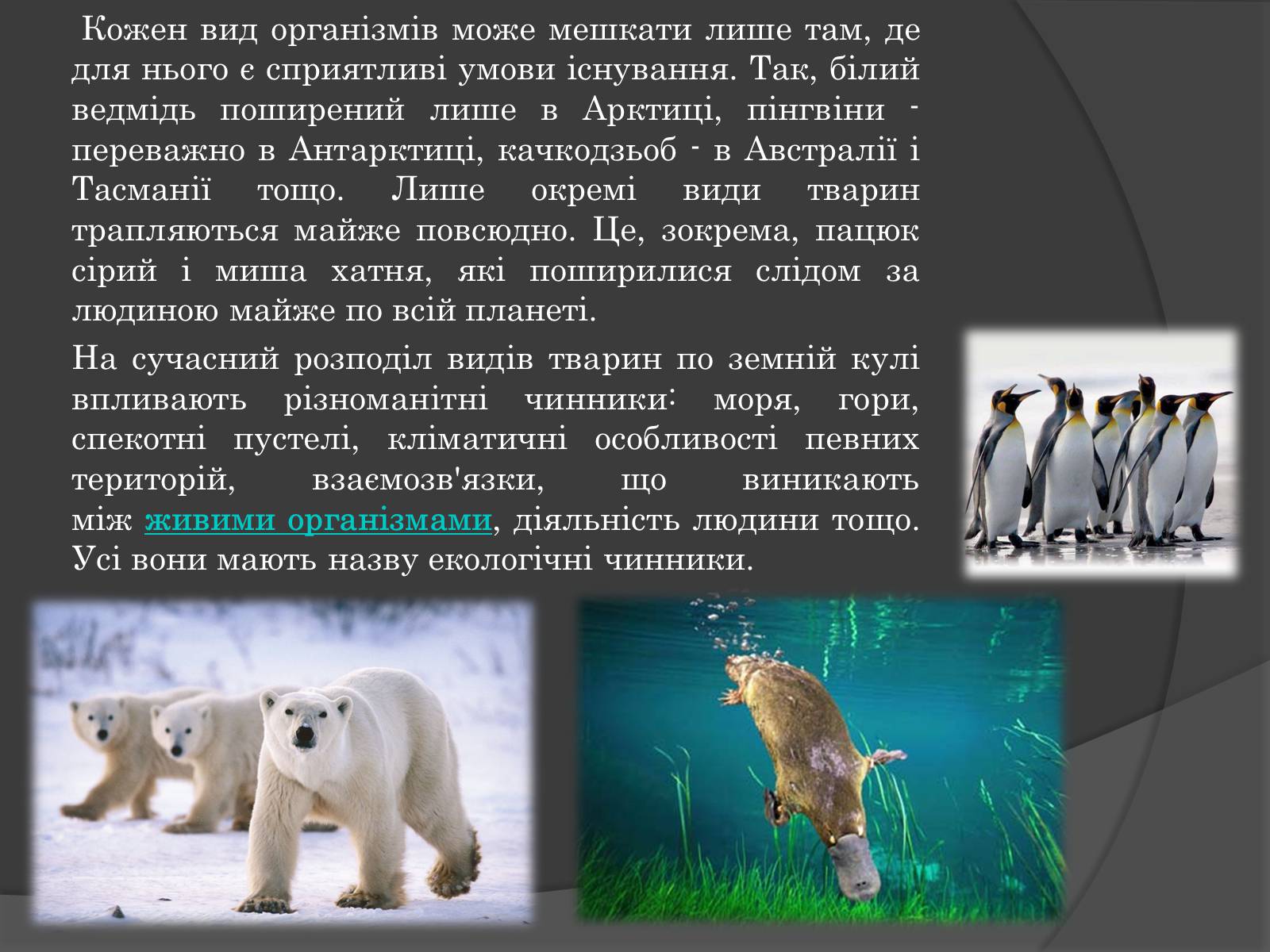 Презентація на тему «Вплив Генотипу і факторів середовища на тварин» - Слайд #5