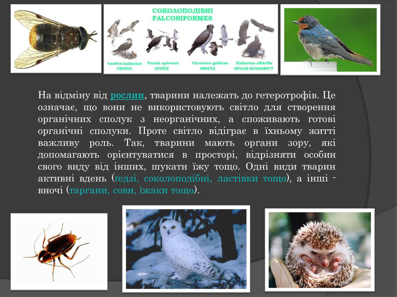 Презентація на тему «Вплив Генотипу і факторів середовища на тварин» - Слайд #6