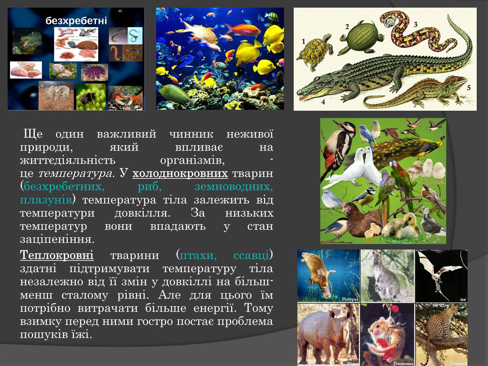 Презентація на тему «Вплив Генотипу і факторів середовища на тварин» - Слайд #7