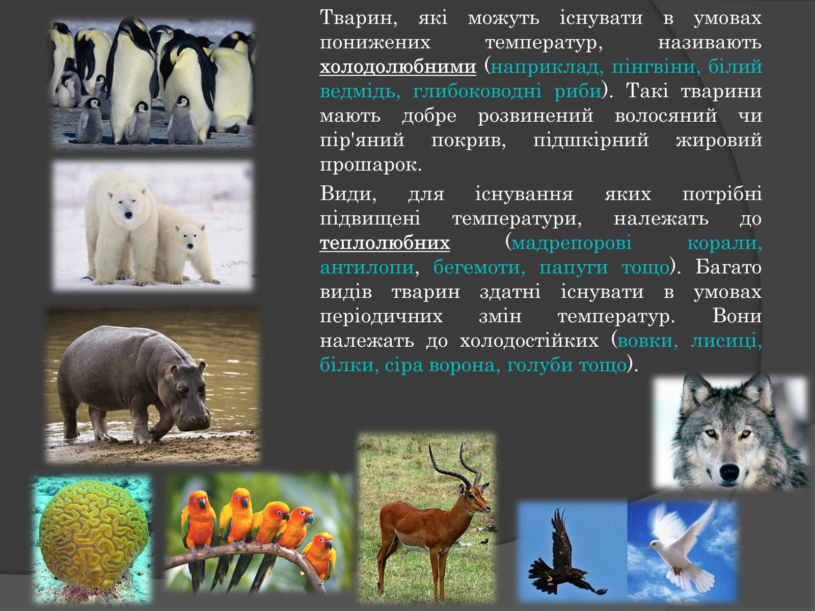 Презентація на тему «Вплив Генотипу і факторів середовища на тварин» - Слайд #8