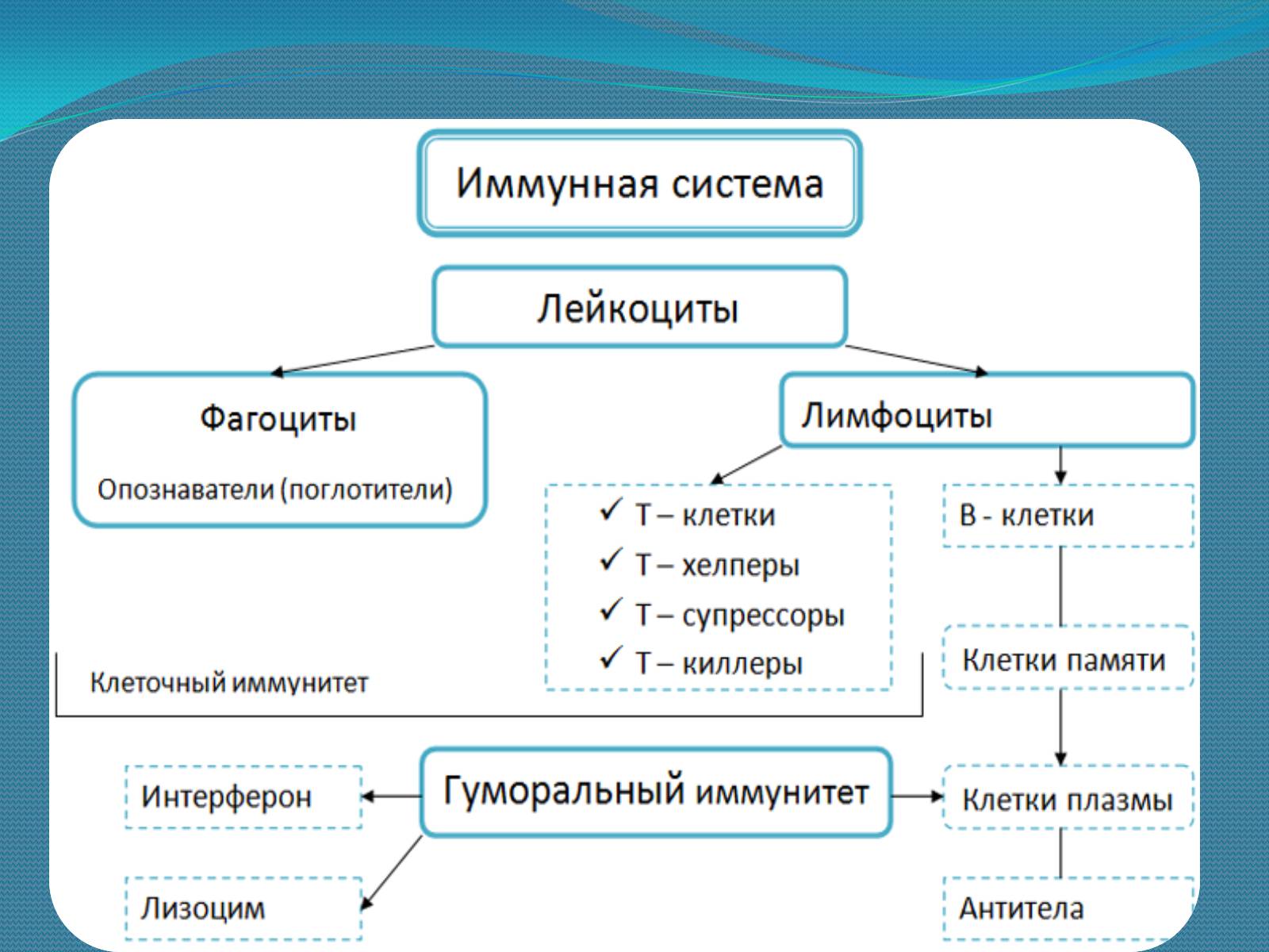 Презентація на тему «Імунна система» - Слайд #10