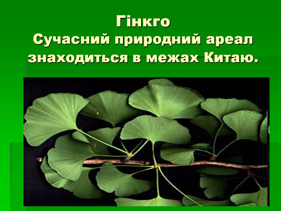 Презентація на тему «Голонасінні» (варіант 1) - Слайд #3