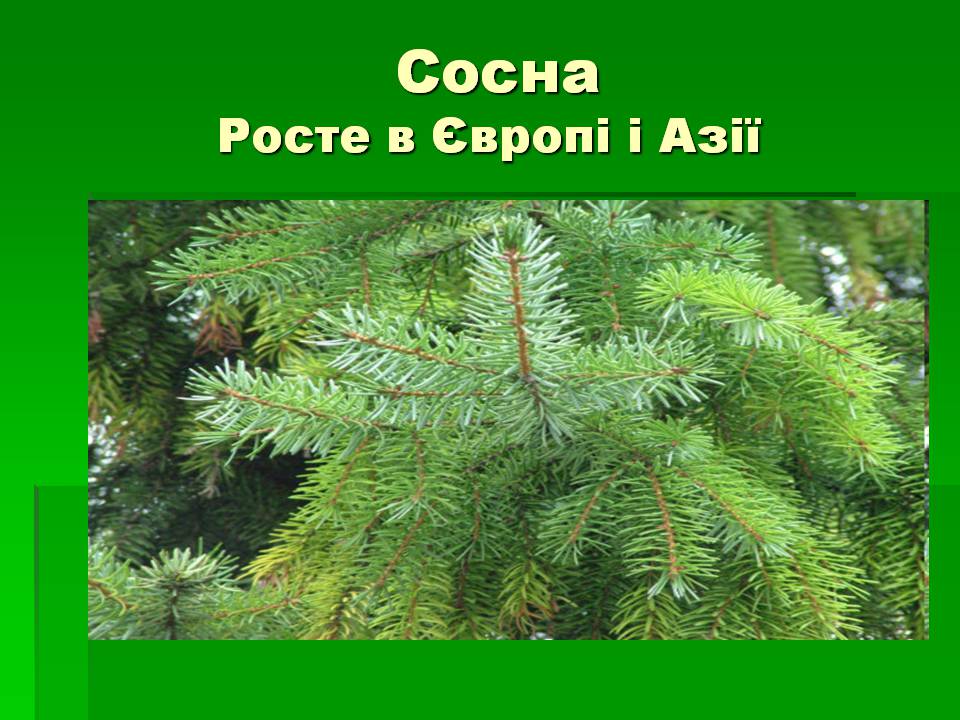 Презентація на тему «Голонасінні» (варіант 1) - Слайд #5