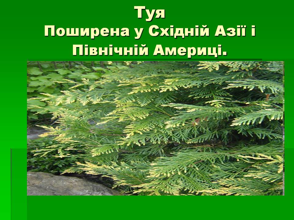 Презентація на тему «Голонасінні» (варіант 1) - Слайд #6