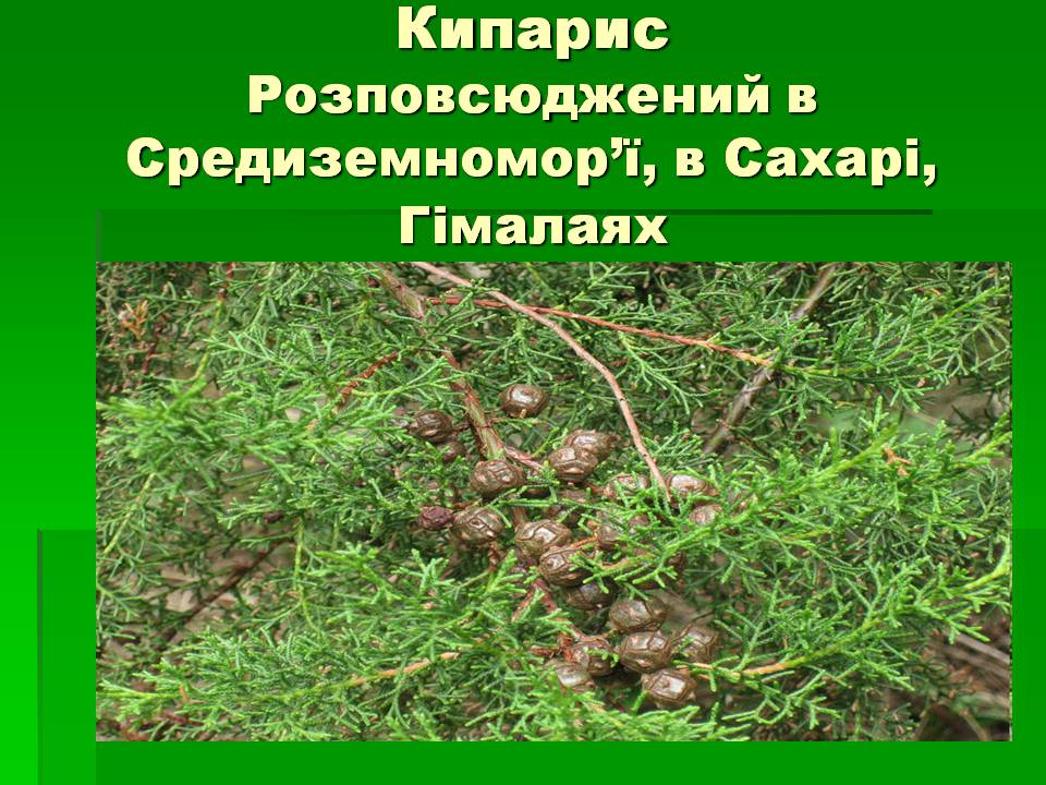 Презентація на тему «Голонасінні» (варіант 1) - Слайд #7