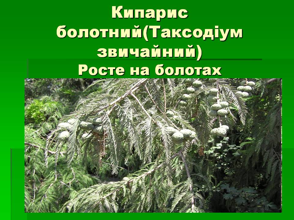 Презентація на тему «Голонасінні» (варіант 1) - Слайд #9