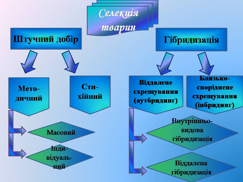 Презентація на тему «Селекція тварин» (варіант 3) - Слайд #4