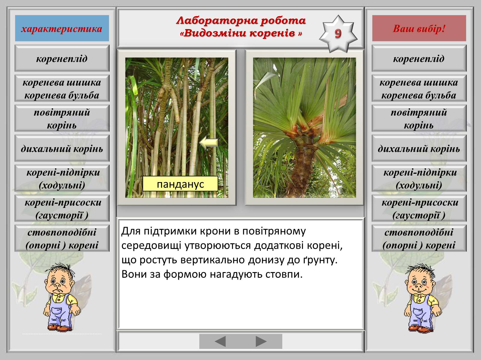 Презентація на тему «Видозміна коренів» - Слайд #11