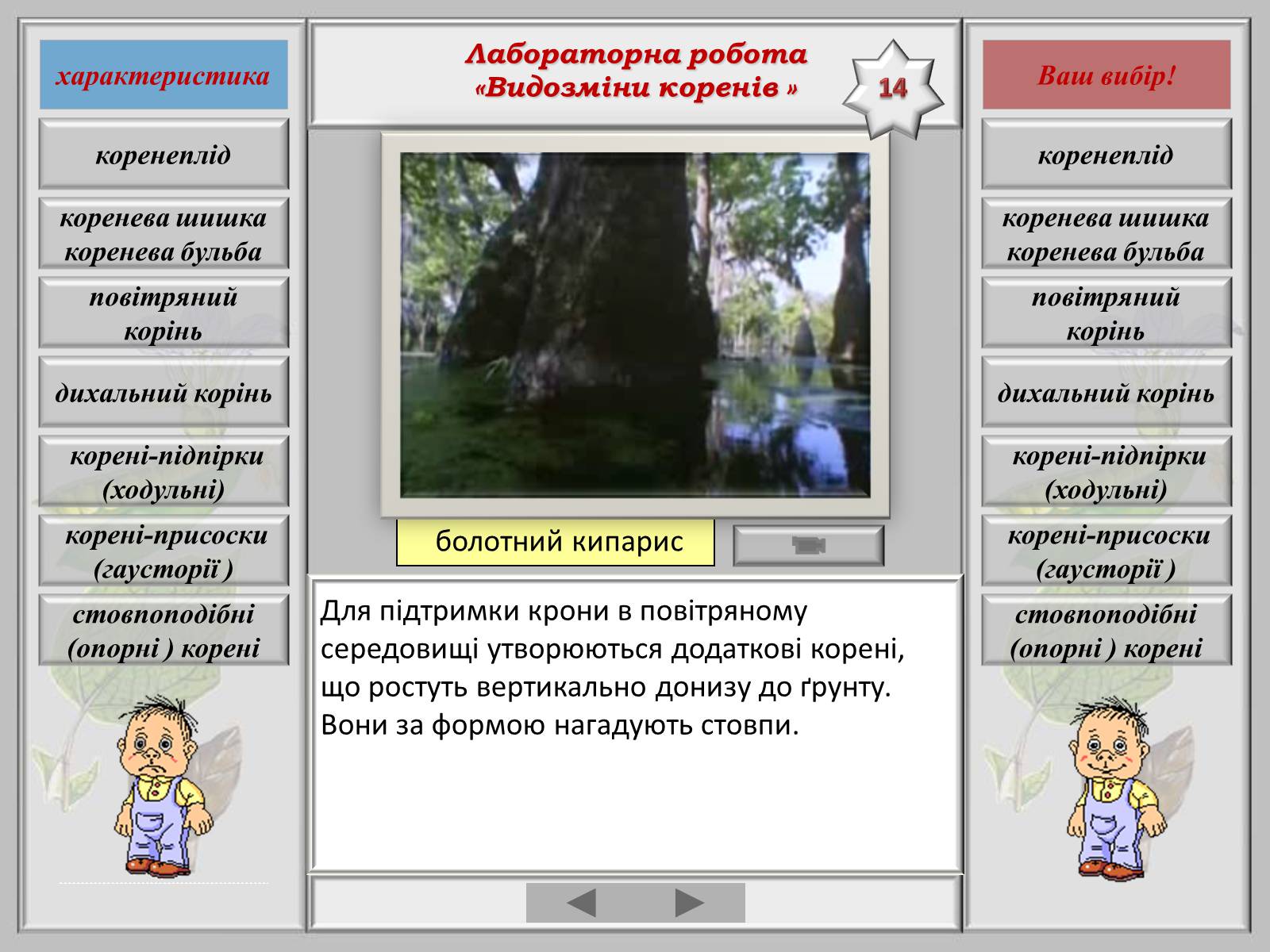 Презентація на тему «Видозміна коренів» - Слайд #16