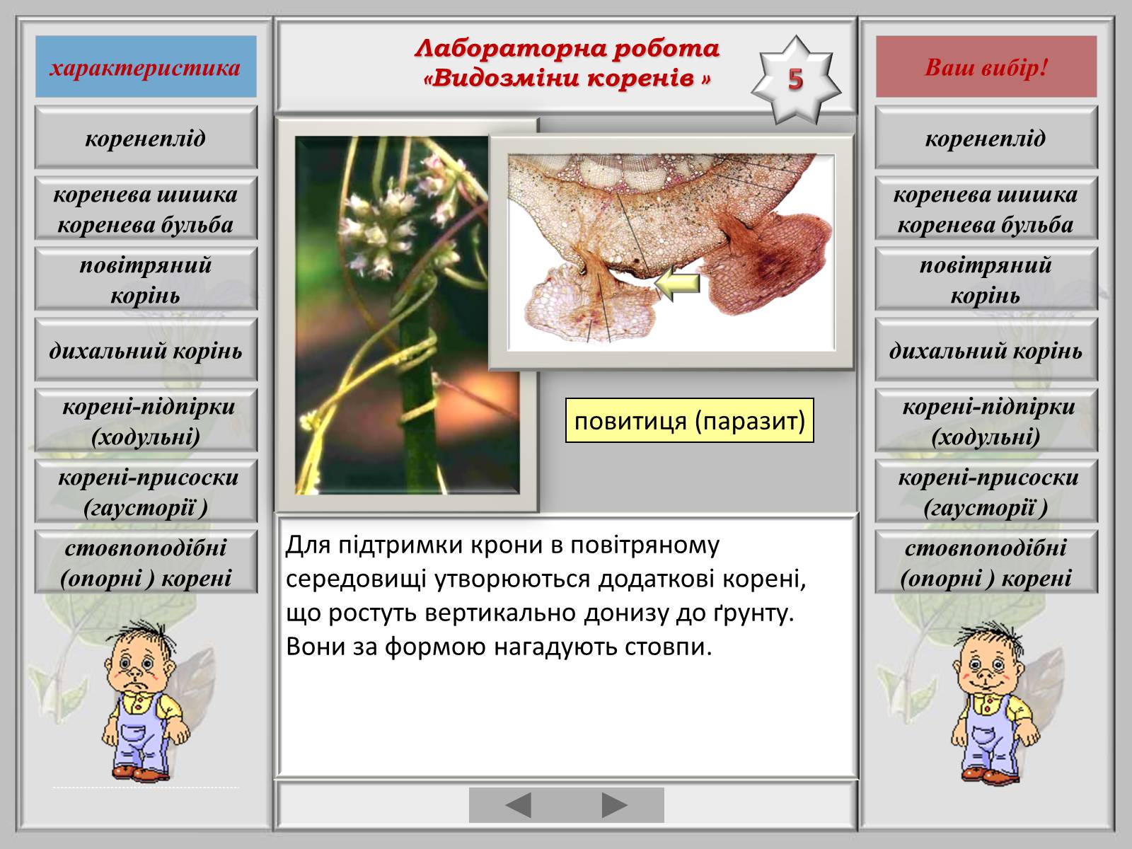 Презентація на тему «Видозміна коренів» - Слайд #7