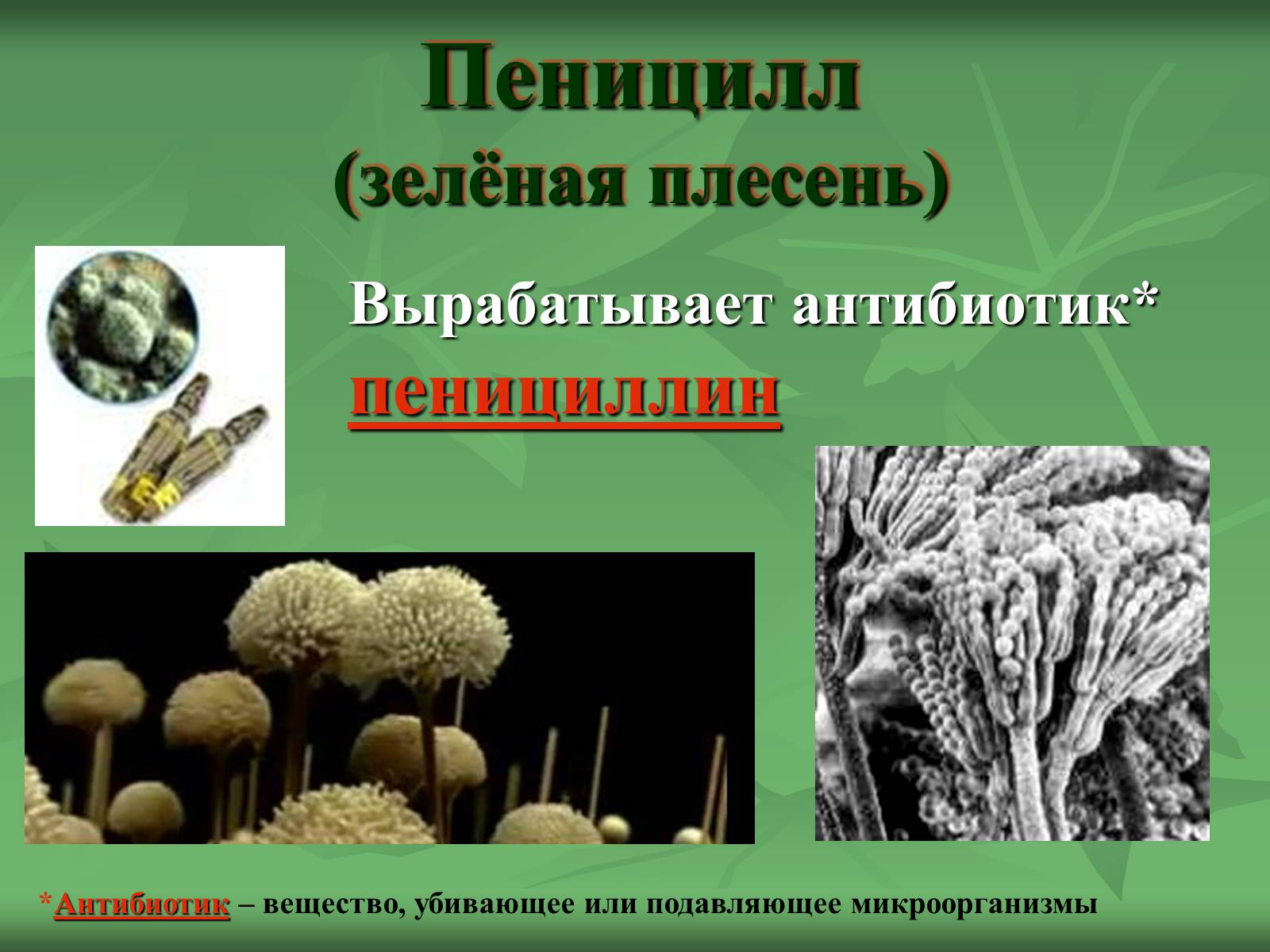 Презентація на тему «Царство Грибы» (варіант 3) - Слайд #16