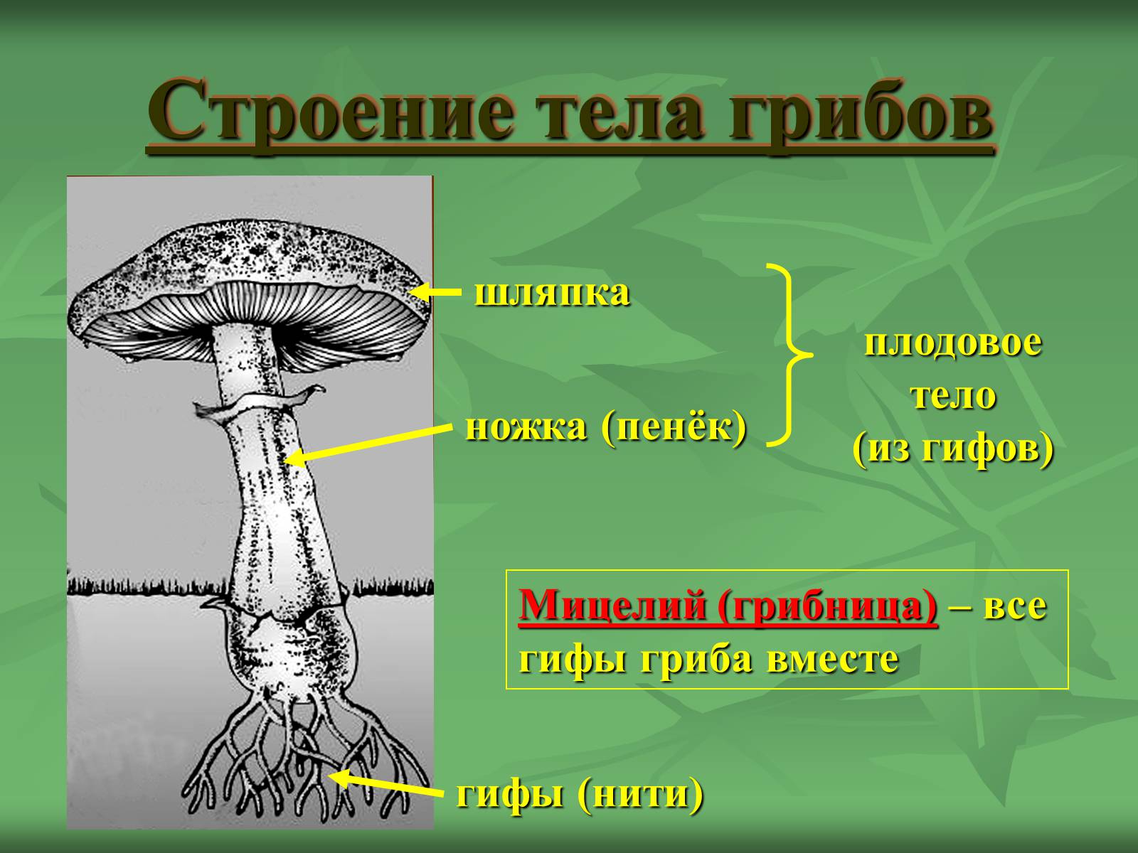 Презентація на тему «Царство Грибы» (варіант 3) - Слайд #4