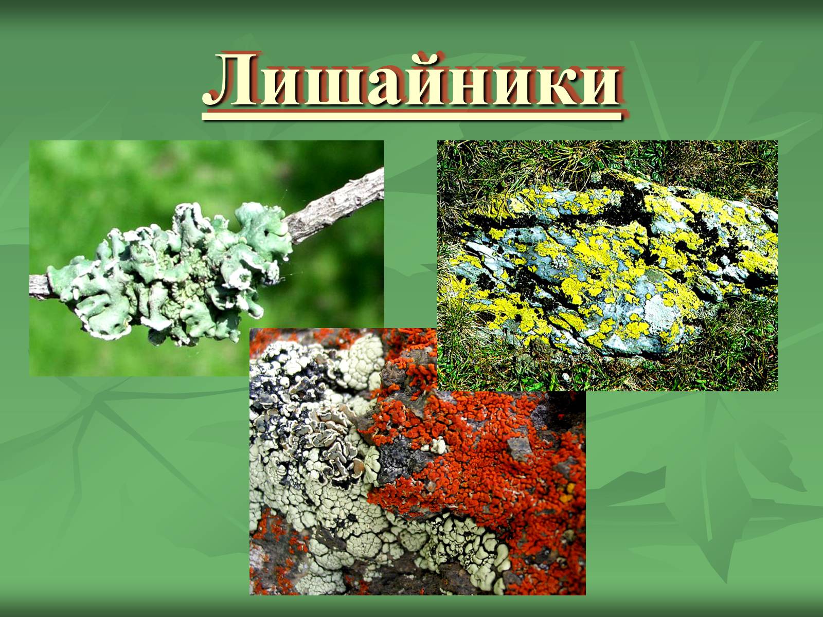 Грибы лишайники класс. Лишайники 5 класс биология. Проект лишайники. Лишайники презентация. Проект на тему лишайники.