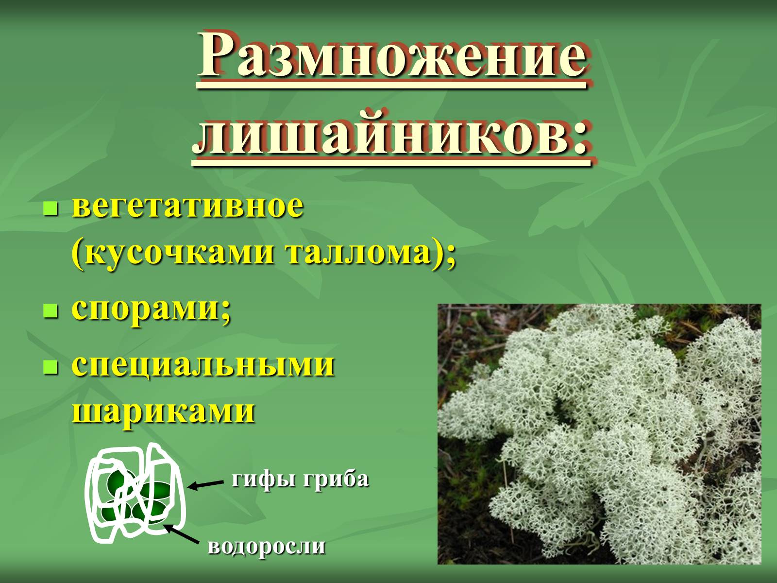 Царство грибы и лишайники. Вегетативное размножение лишайника. Лишайники размножение. Лишайники размножаются спорами. Способы размножения лишайников.