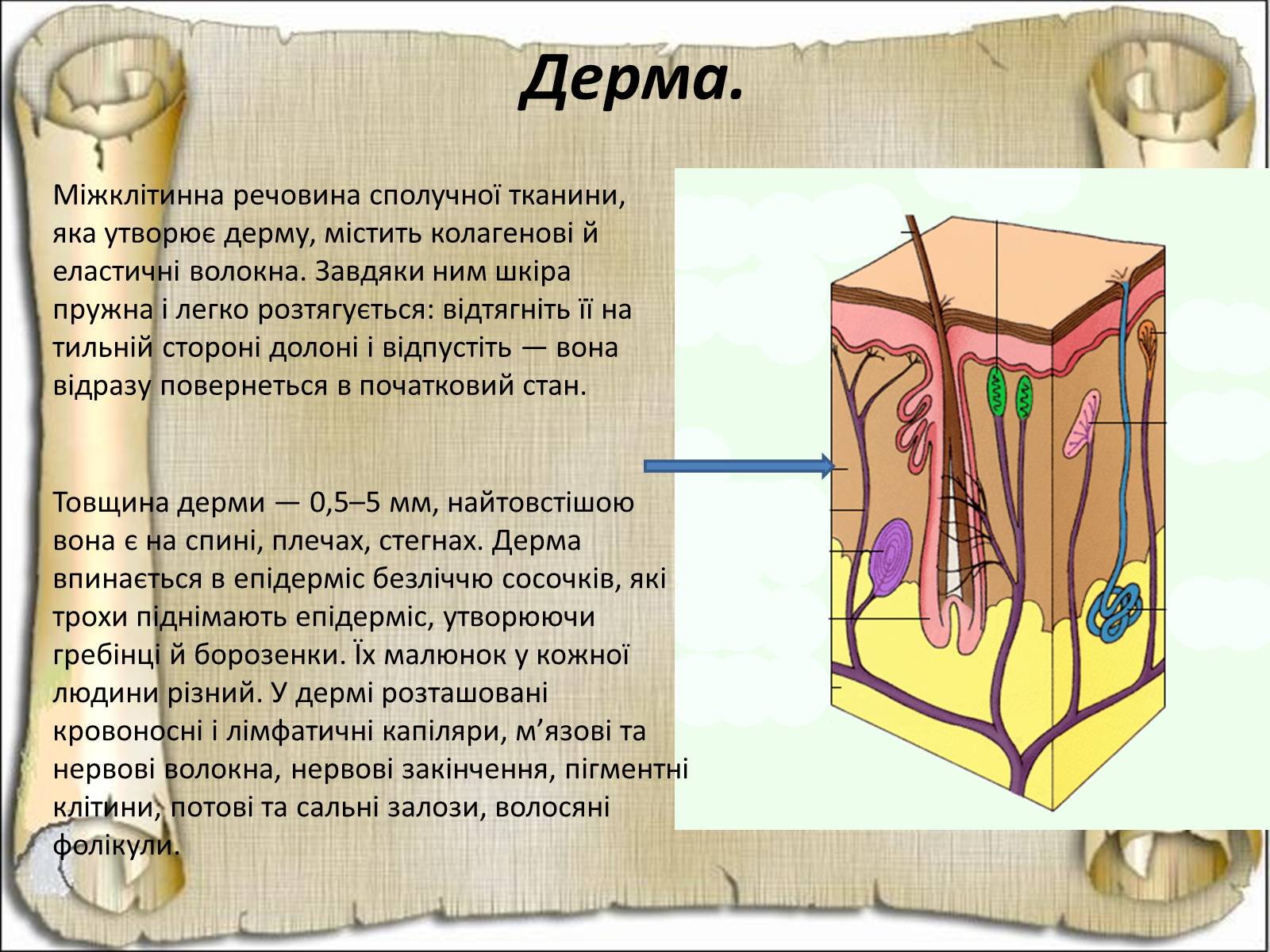 Презентація на тему «Будова і функції шкіри» - Слайд #13