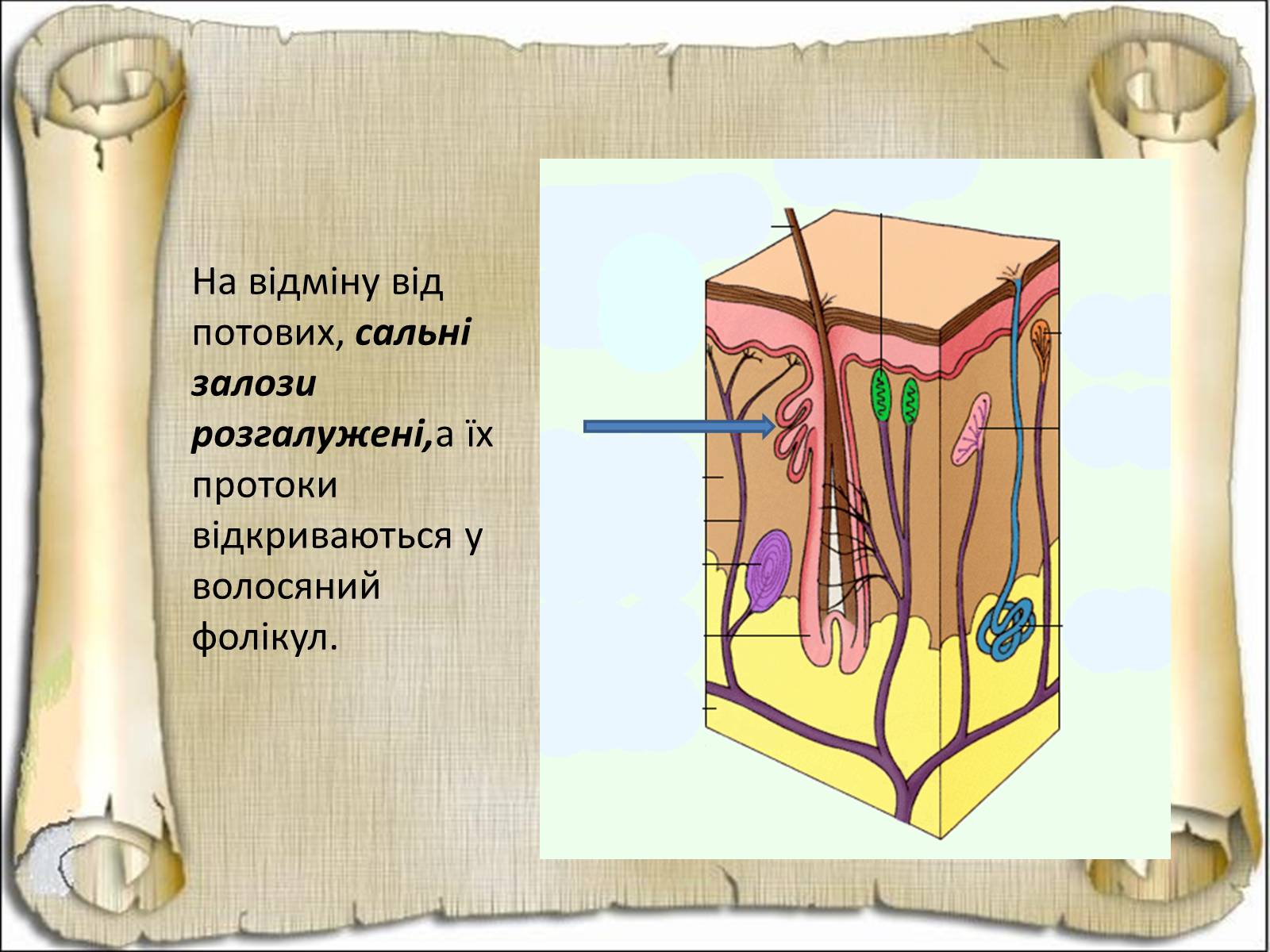 Презентація на тему «Будова і функції шкіри» - Слайд #17