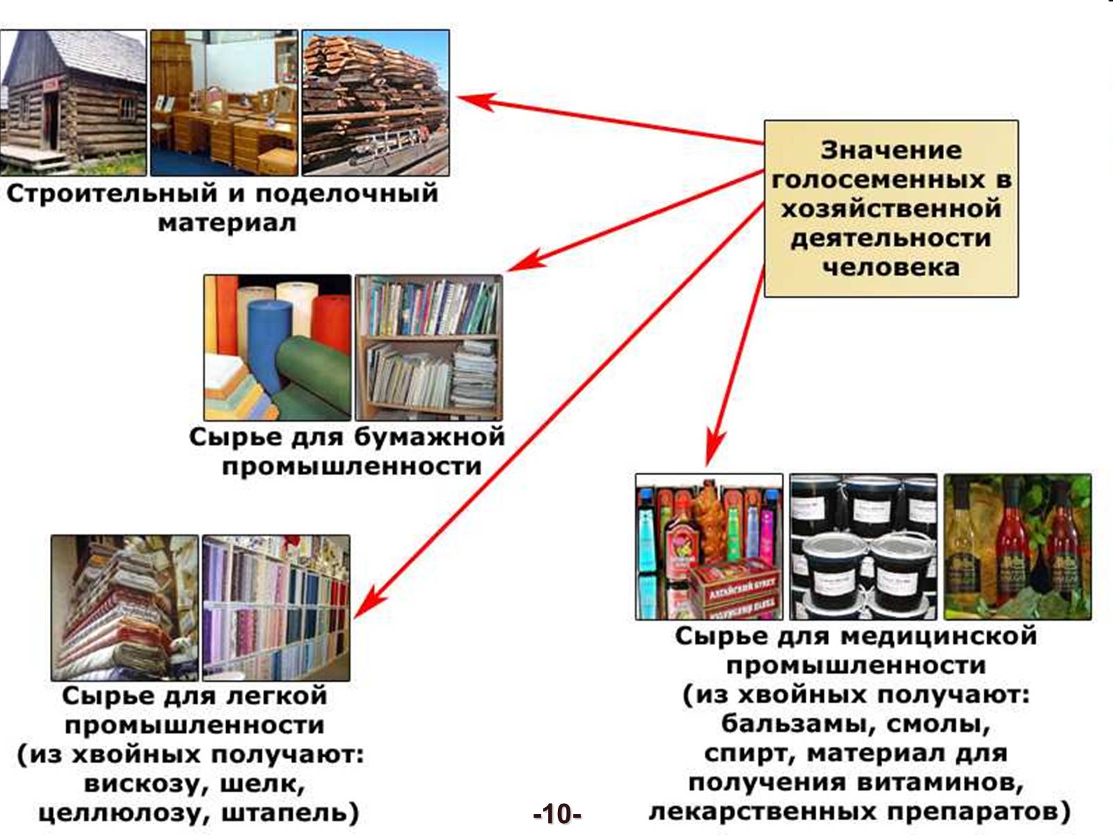 Презентація на тему «Значение голосеменных в природе» - Слайд #10