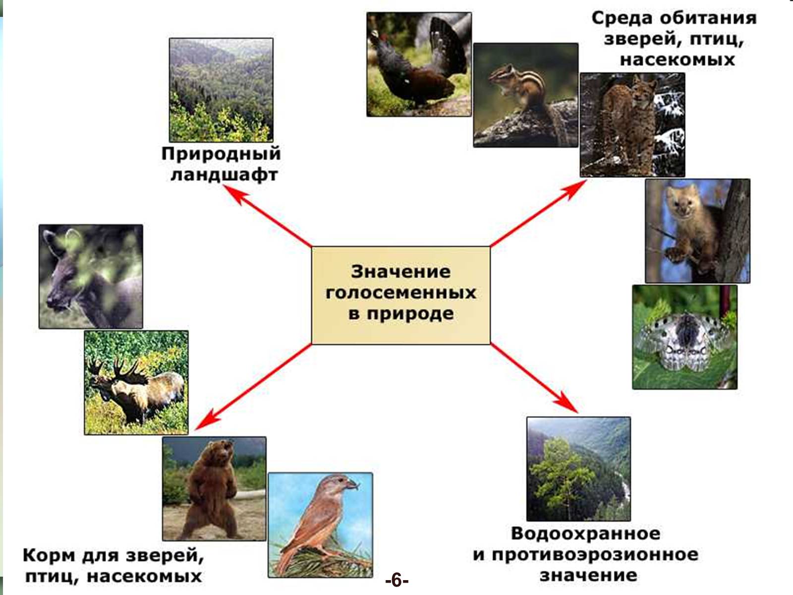 Презентація на тему «Значение голосеменных в природе» - Слайд #5