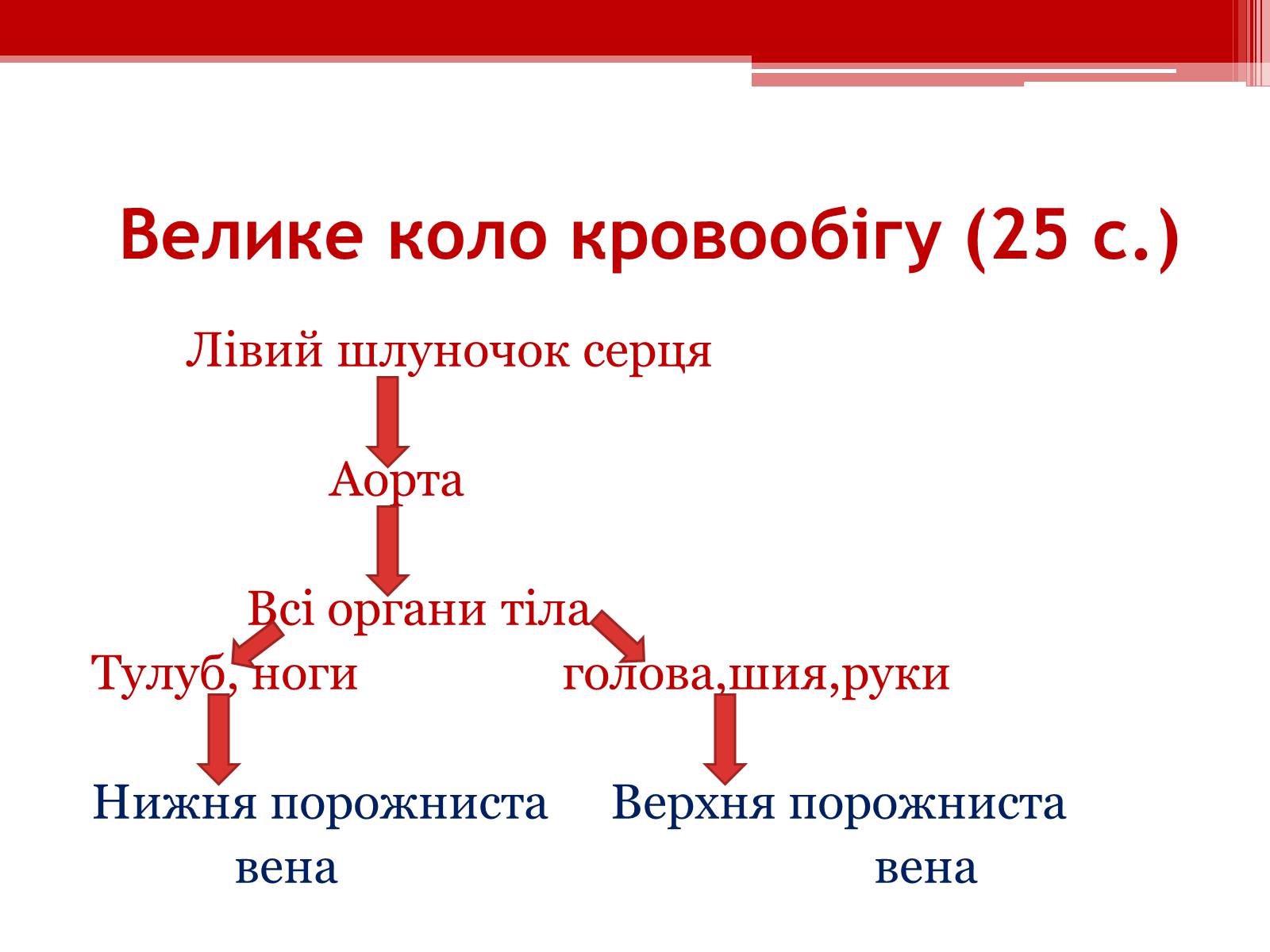 Презентація на тему «Кровообіг. Функції серця» - Слайд #6