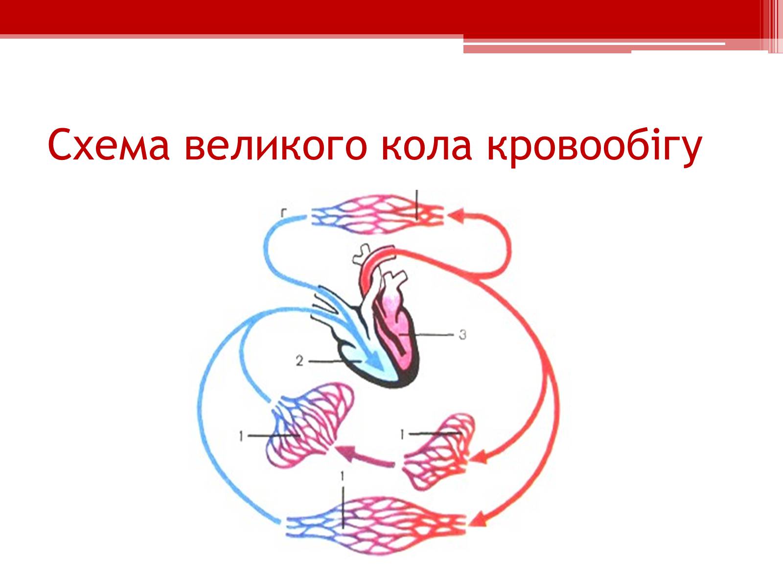 Презентація на тему «Кровообіг. Функції серця» - Слайд #7