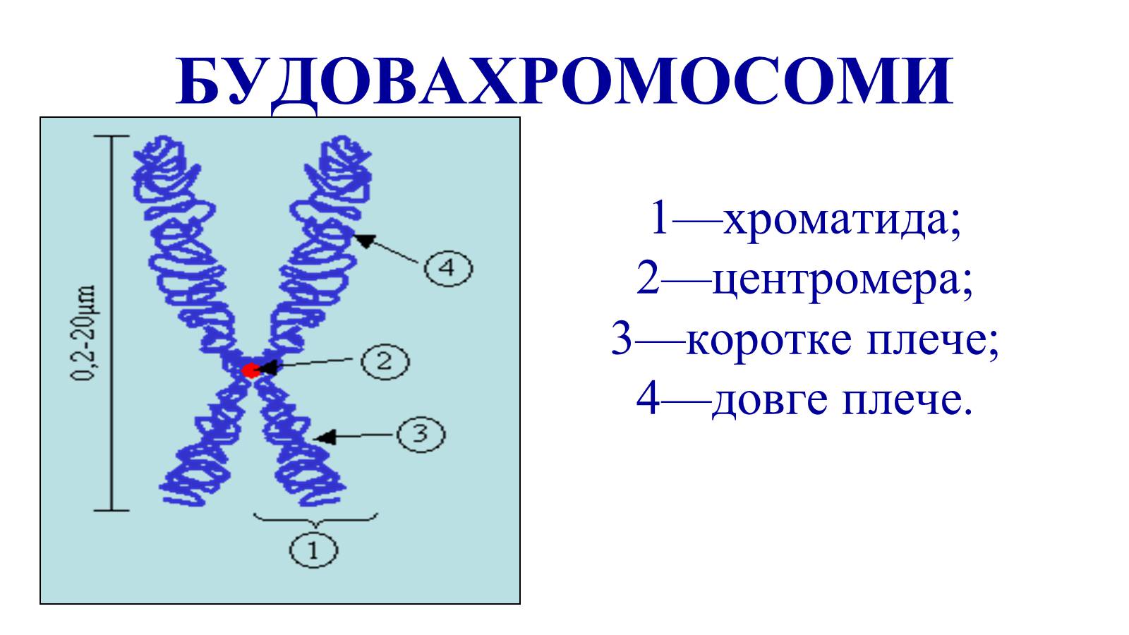 Хроматид в ядре. Хромосома и хроматида. Строение хроматиды.