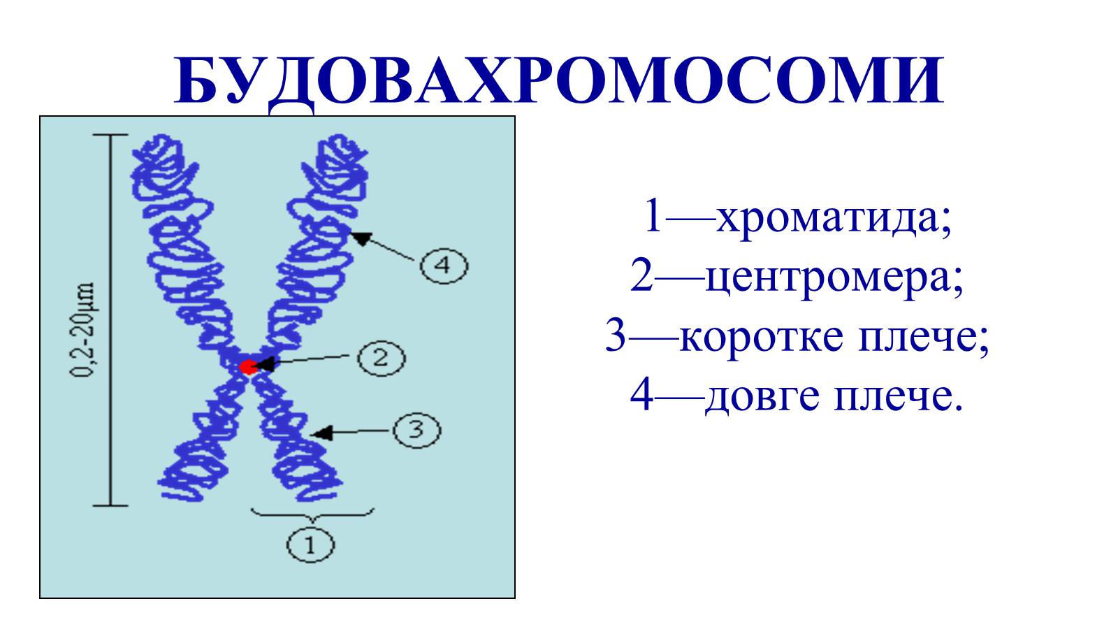 Тетрады хроматид