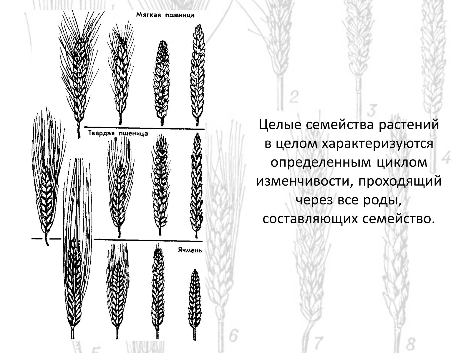 Закон гомологических рядов наследственной изменчивости