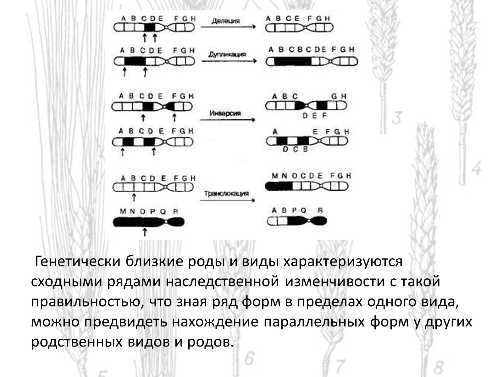 Презентація на тему «Закон гомологических рядов Вавилова» - Слайд #7