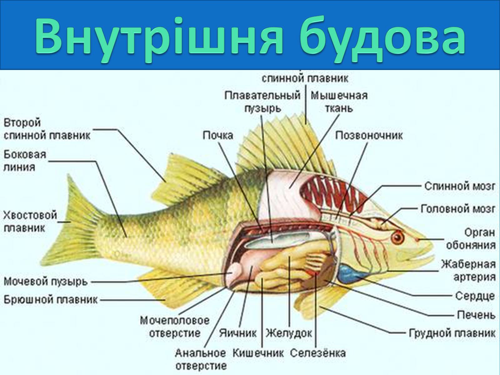 Презентація на тему «Ряд Лососеподібні» - Слайд #4